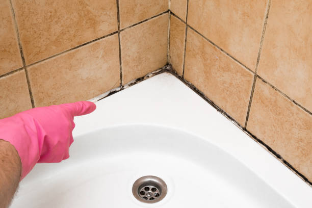Attic Mold Removal in Browns Lake, WI